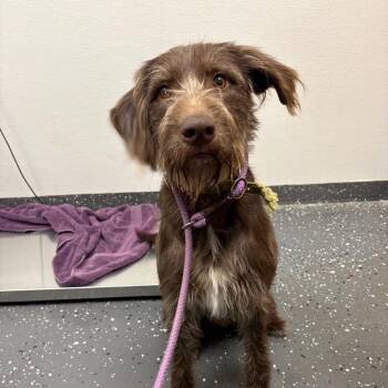 Brownie -  Mixed Breed Dog for Adoption in Columbiana, Alabama - Brownie | PetCurious