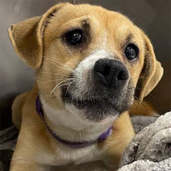 Boxer and Mixed Breed Dogs Available for Adoption in Pittsfield, Illinois - Asia | PetCurious