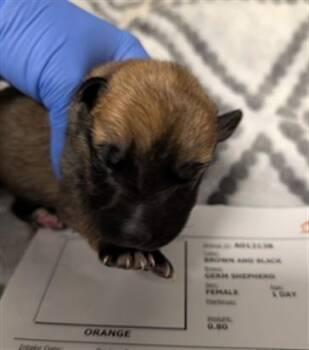 CHERRY - NEEDS A FOSTER -  German Shepherd Dog Dog for Adoption in Ontario, California - CHERRY - NEEDS A FOSTER | PetCurious