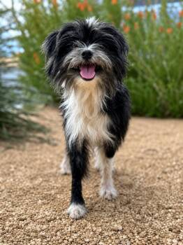 TORI -  Terrier Dog for Adoption in Vaughan, Ontario - TORI | PetCurious