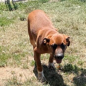 Biscotti -  Mixed Breed Dog for Adoption in East Hanover, New Jersey - Biscotti | PetCurious