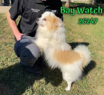 Rescue Pomeranian Dogs for Adoption in Oak Ridge, Tennessee - Bay Watch | PetCurious
