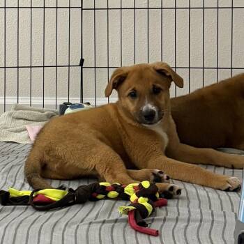 Sharmar -  Mixed Breed Dog for Adoption in Fredericksburg, Virginia - Sharmar | PetCurious
