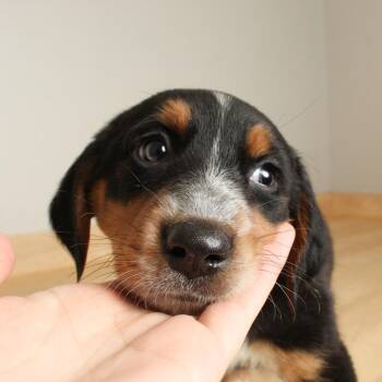 Basset Hound and Mixed Breed Dogs Available for Adoption - Juniper D68162 | PetCurious