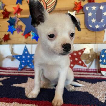 Spirit -  Boston Terrier and Jack Russell Terrier Dog for Adoption in Vacaville, California - Spirit | PetCurious