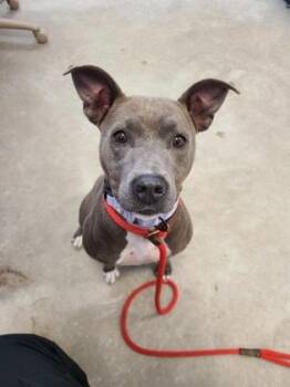 Uma -  Mixed Breed Dog for Adoption in Morristown, New Jersey - Uma | PetCurious