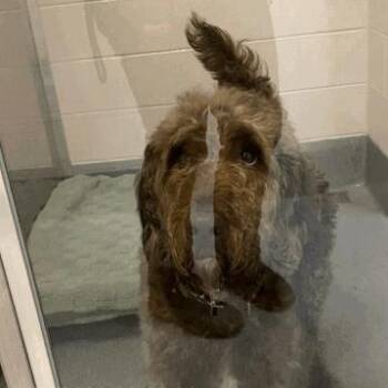 Canelo -  Poodle and Golden Retriever Dog for Adoption in Indianapolis, Indiana - Canelo | PetCurious