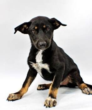 Tulip -  Husky and Mixed Breed Dog for Adoption in Morton Grove, Illinois - Tulip | PetCurious