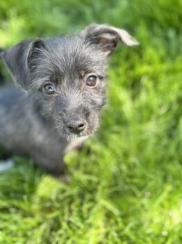 Schnauzer Dogs Available for Adoption - Ash | PetCurious