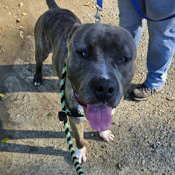 Stitch -  Pit Bull Terrier Dog for Adoption in Phoenixville, Pennsylvania - Stitch | PetCurious