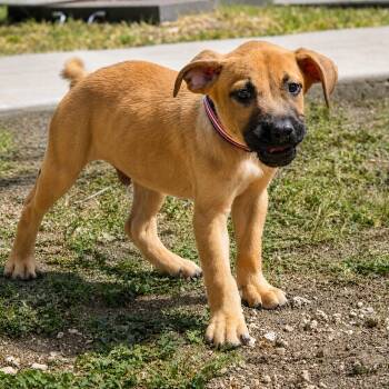 Harvey -  American Staffordshire Terrier Dog for Adoption in Martinez, California - Harvey | PetCurious