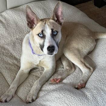Romalo -  Husky Dog for Adoption in Traverse City, Michigan - Romalo | PetCurious