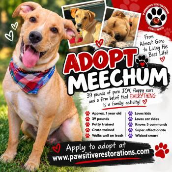 MEECHUM -  Yellow Labrador Retriever Dog for Adoption in Foxfield, Colorado - MEECHUM | PetCurious