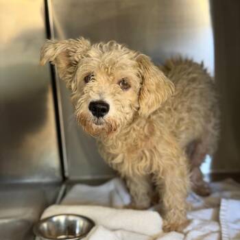 Grapes (Bonded to Nanners) Benefactor Dog -  West Highland White Terrier Westie and Poodle Dog for Adoption in New Orleans, Louisiana - Grapes (Bonded To Nanners) Benefactor Dog | PetCurious