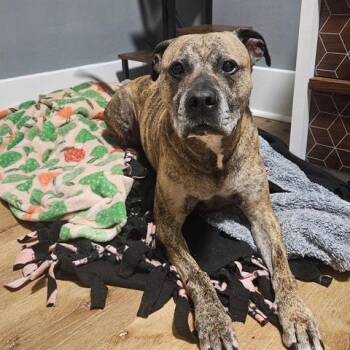 Forest -  Staffordshire Bull Terrier and Boxer Dog for Adoption in Ashtabula, Ohio - Forest | PetCurious