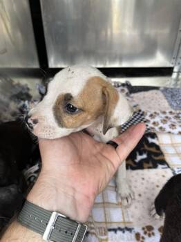 A479884 -  Pit Bull Terrier and Mixed Breed Dog for Adoption in Oklahoma City, Oklahoma - A479884 | PetCurious