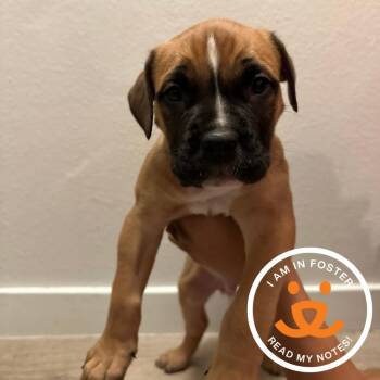 Heath -  Boxer and Mixed Breed Dog for Adoption in Los Angeles, California - Heath | PetCurious