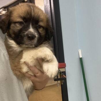 Dolly -  Great Pyrenees and Anatolian Shepherd Dog for Adoption in Franklin, North Carolina - Dolly | PetCurious