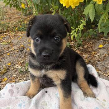 Rex -  German Shepherd Dog Dog for Adoption in Harlingen, Texas - Rex | PetCurious