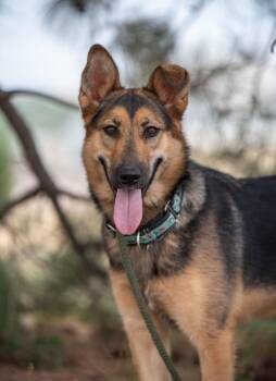 Baya -  German Shepherd Dog and Mixed Breed Dog for Adoption in Gillette, Wyoming - Baya | PetCurious