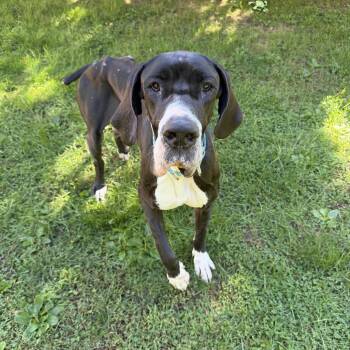 Freya -  Great Dane Dog for Adoption in Pelham, New Hampshire - Freya | PetCurious