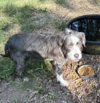Ace -  Terrier Dog for Adoption in Gillsville, Georgia - Ace | PetCurious