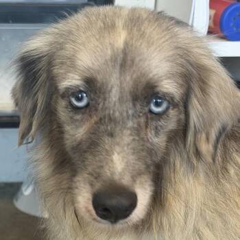 Cora -  Mixed Breed Dog for Adoption in Leander, Texas - Cora | PetCurious