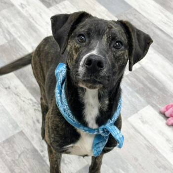 American Bulldog Dogs Available for Adoption in Lufkin, Texas - Soul | PetCurious