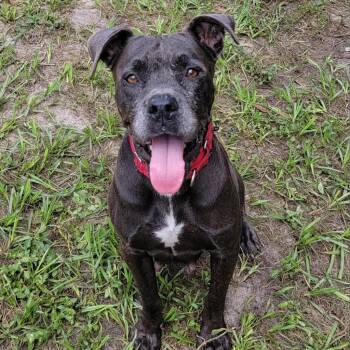 Kallie -  Mixed Breed Dog for Adoption in Lake Panasoffkee, Florida - Kallie | PetCurious