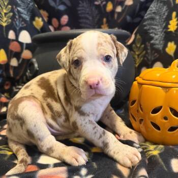 Louis de Pointe du Lac -  Mixed Breed Dog for Adoption in Fredericksburg, Virginia - Louis De Pointe Du Lac | PetCurious