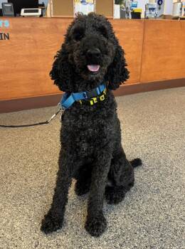 Poodle Dogs Available for Adoption in Greenbelt, Maryland - Lucky | PetCurious