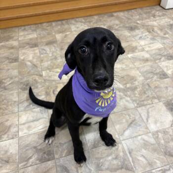 Ryan -  Labrador Retriever Dog for Adoption in Pilot Point, Texas - Ryan | PetCurious