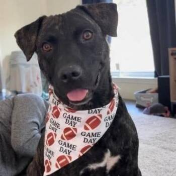 Mochi Magic the Happy Pup -  Black Labrador Retriever and Pit Bull Terrier Dog for Adoption in Friendswood, Texas - Mochi Magic The Happy Pup | PetCurious
