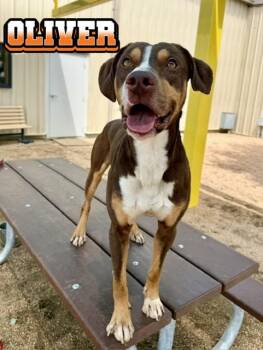 American Staffordshire Terrier Dogs Available for Adoption in Boerne, Texas - Oliver | PetCurious