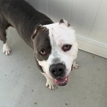 Waterboy -  American Staffordshire Terrier Dog for Adoption in Camden, Delaware - Waterboy | PetCurious