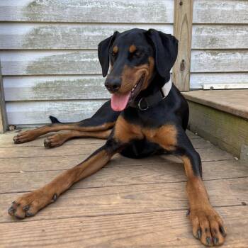 Willow -  Doberman Pinscher Dog for Adoption in Winston-salem, North Carolina - Willow | PetCurious