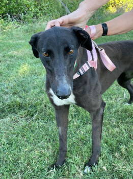 Rescue Greyhound Dogs for Adoption in Raytown, Missouri - Astra | PetCurious