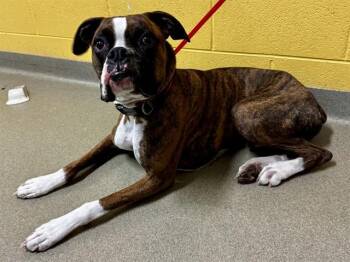 Boxer Dogs Available for Adoption in Colorado Springs, Colorado - KASH | PetCurious