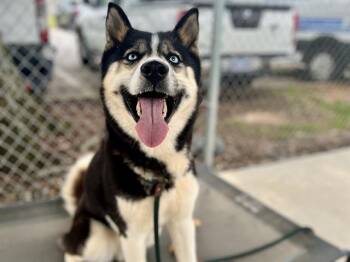 GINA -  Siberian Husky and German Shepherd Dog Dog for Adoption in Charlotte, North Carolina - GINA | PetCurious