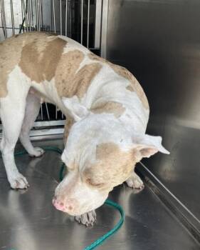 CRYSTAL -  Mixed Breed Dog for Adoption in Dallas, Texas - CRYSTAL | PetCurious