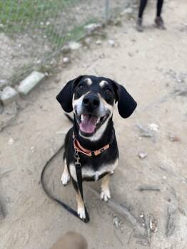 Rescue Mixed Breed Dogs for Adoption in Reisterstown, Maryland - Tood | PetCurious