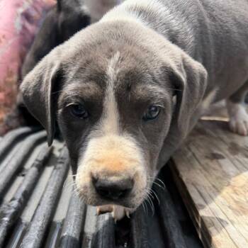 Black Labrador Retriever Dogs Available for Adoption in Marshall, Texas - MPAC-Stray-3344 | PetCurious