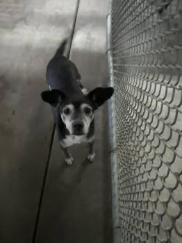 Chihuahua Dogs Available for Adoption in Victorville, California - Edna | PetCurious