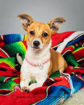 Lilly - Puppy -  Chihuahua Dog Available for Adoption in Plano, Texas - Lilly - Puppy | PetCurious