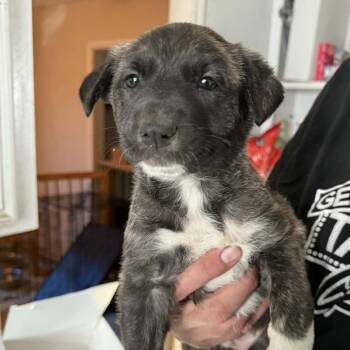 German Shepherd Dog and Husky Dogs Available for Adoption - Holly | PetCurious