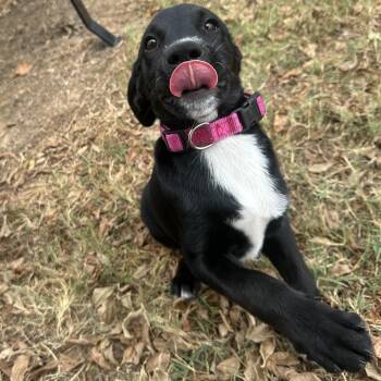 Shogi -  Hound Dog for Adoption in Lowell, Arkansas - Shogi | PetCurious