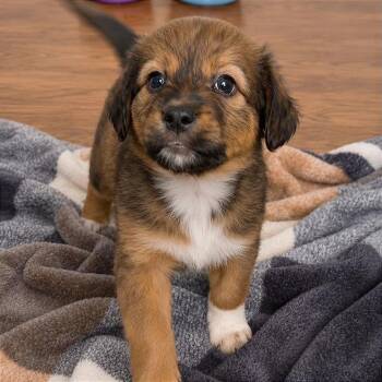 Scorpio -  Mixed Breed Dog for Adoption in Tampa, Florida - Scorpio | PetCurious