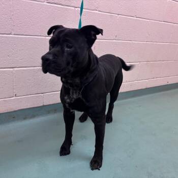 Mixed Breed Dogs Available for Adoption in Memphis, Tennessee - Paul | PetCurious