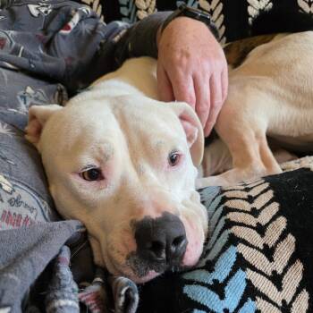 American Bulldog Dogs Available for Adoption in Huntsville, Alabama - Chloe | PetCurious