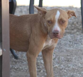 Rescue Pit Bull Terrier Dogs for Adoption in Post, Texas - Sophie | PetCurious